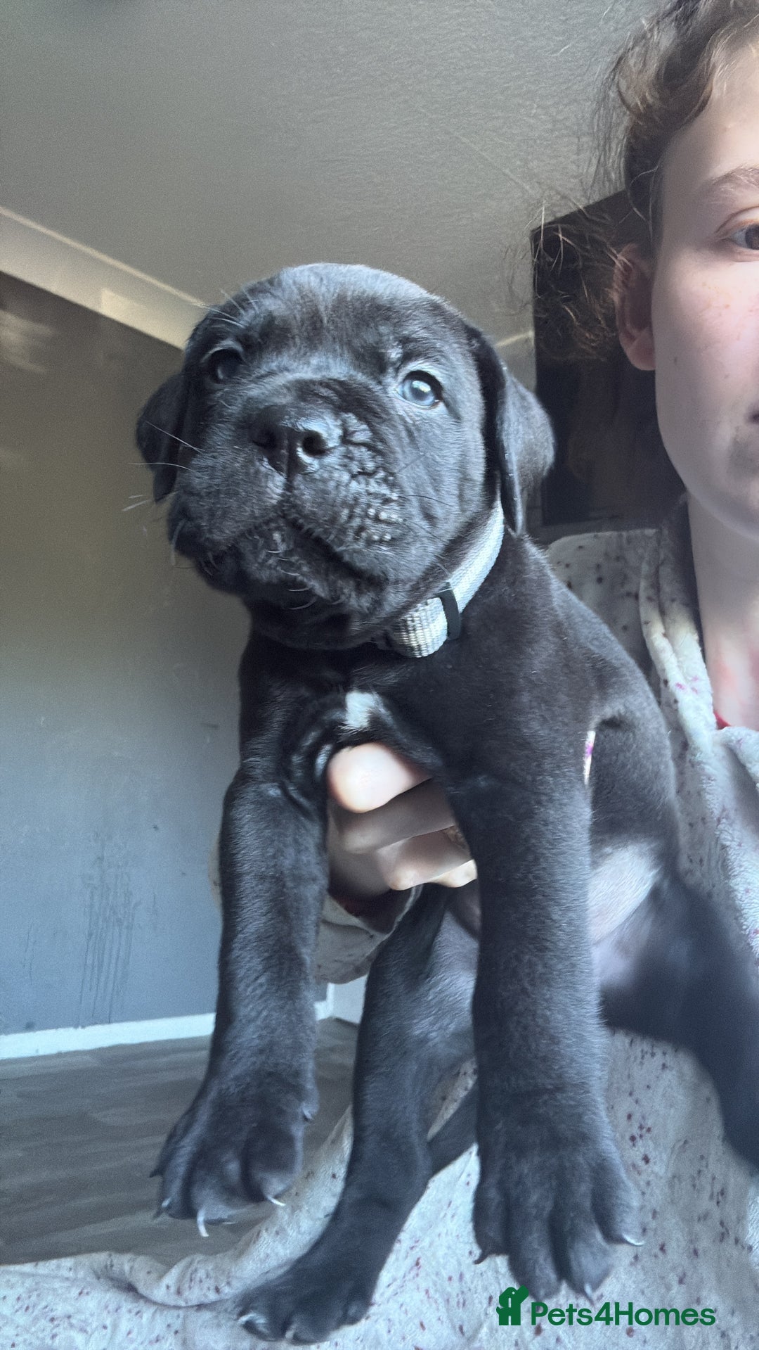 Mixed Breed dogs for sale: Reduced 1 boy left  £600       cane corso cross  - Image 8