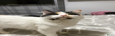 Maine Coon 2