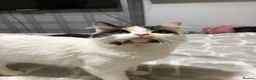 Maine Coon cats for sale: DUE TO GIVE BIRTH Gorgeous 1/4 Maine coon kittens - Advert 5