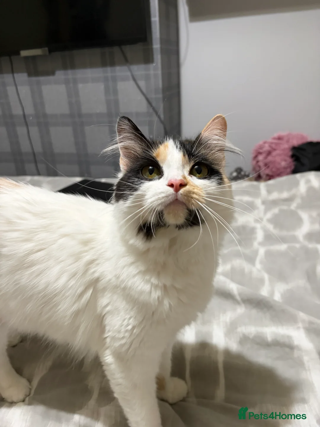 Maine Coon cats for sale: DUE TO GIVE BIRTH Gorgeous 1/4 Maine coon kittens - Advert 5