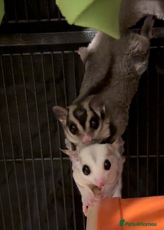 Sugar Glider rodents - Advert 2