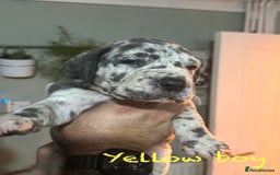 Great Dane dogs for sale: KC registered blue Great Dane puppies - Image 13
