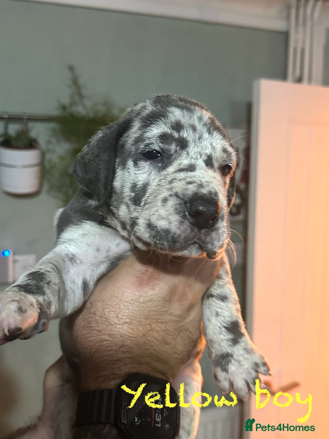 Great Dane dogs for sale: KC registered blue Great Dane puppies - Image 13