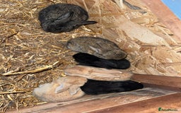 Continental Giant rabbits for sale: Pure Bred Continental Giant Rabbits  - Image 17