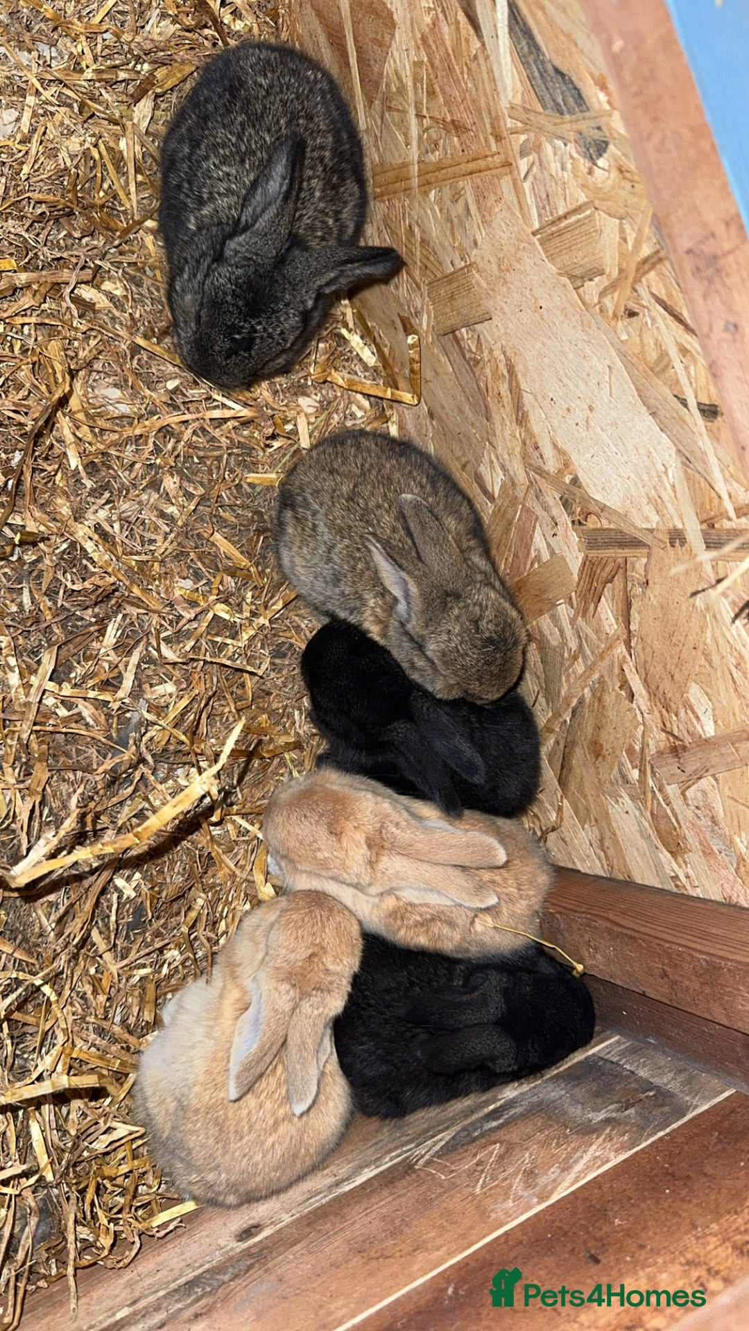 Continental Giant rabbits for sale: Pure Bred Continental Giant Rabbits  - Image 17