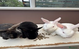 Mixed Breed rabbits for sale: 4 young rabbits - Advert 1