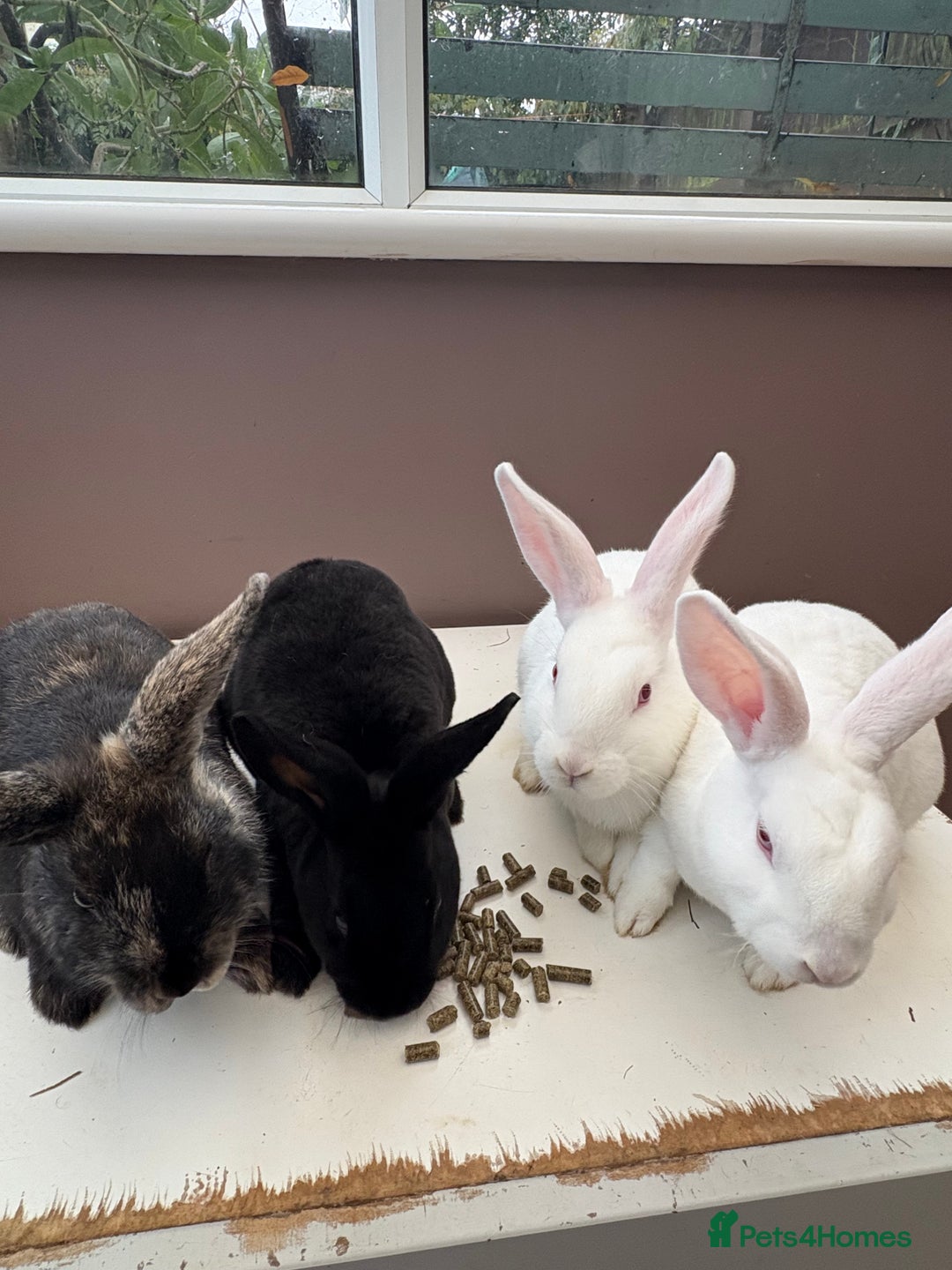Mixed Breed rabbits for sale: 4 young rabbits - Advert 1
