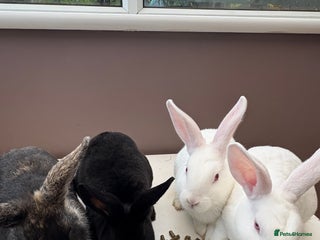 Mixed Breed rabbits 4 young rabbits - Advert 2