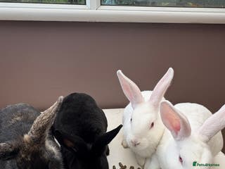 Mixed Breed rabbits 4 young rabbits - Advert 2