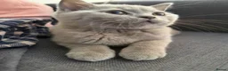 British Shorthair cats for sale: Gccf register British shorthair ready to go! - Advert 9