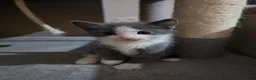 Mixed Breed cats for sale: • 4 Lovely Kittens – Looking For Loving Families - Advert 10