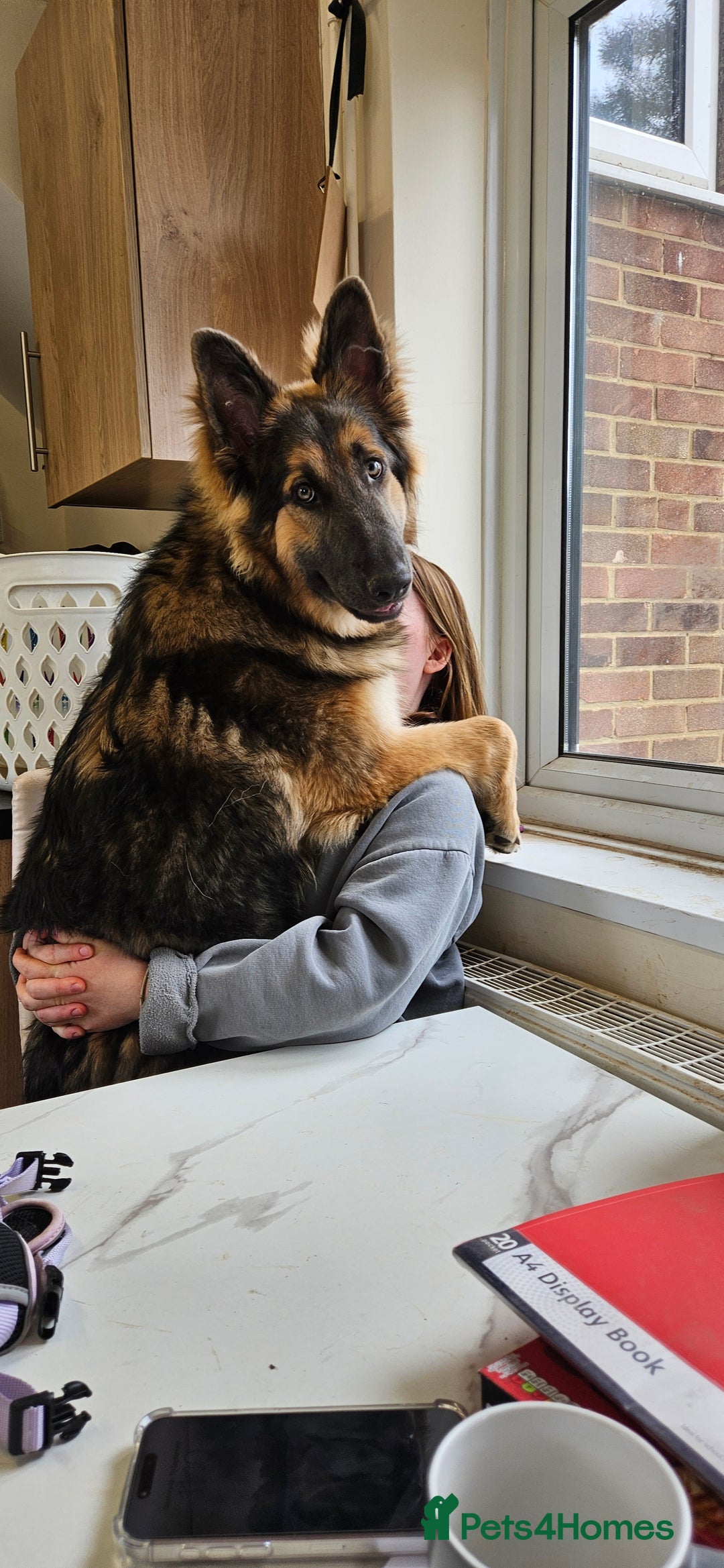 German Shepherd dogs for sale: Beautiful german shepherd  - Image 3