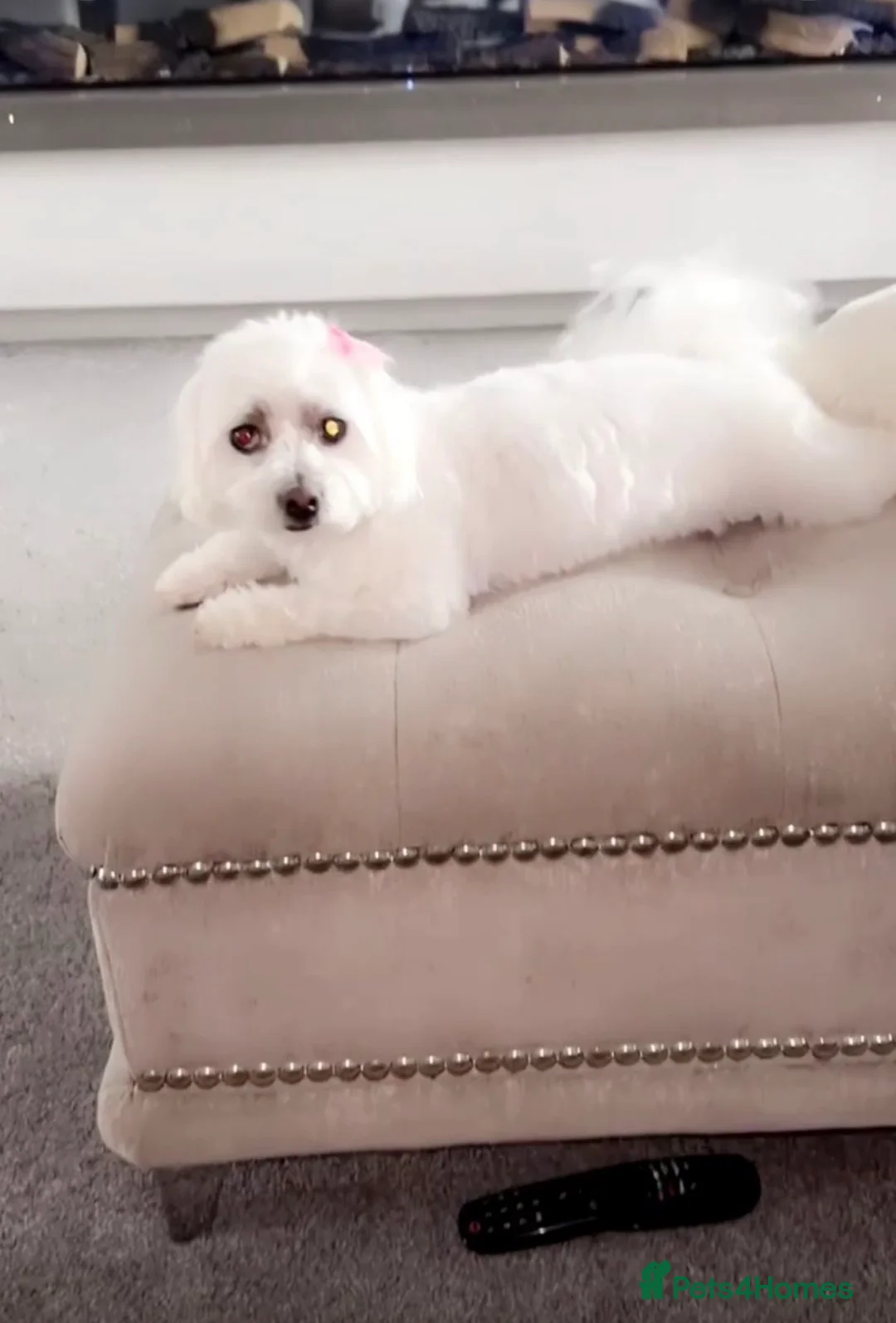 Mixed Breed dogs for sale: 4 beautiful bichon Maltese pups for sale - Advert 2