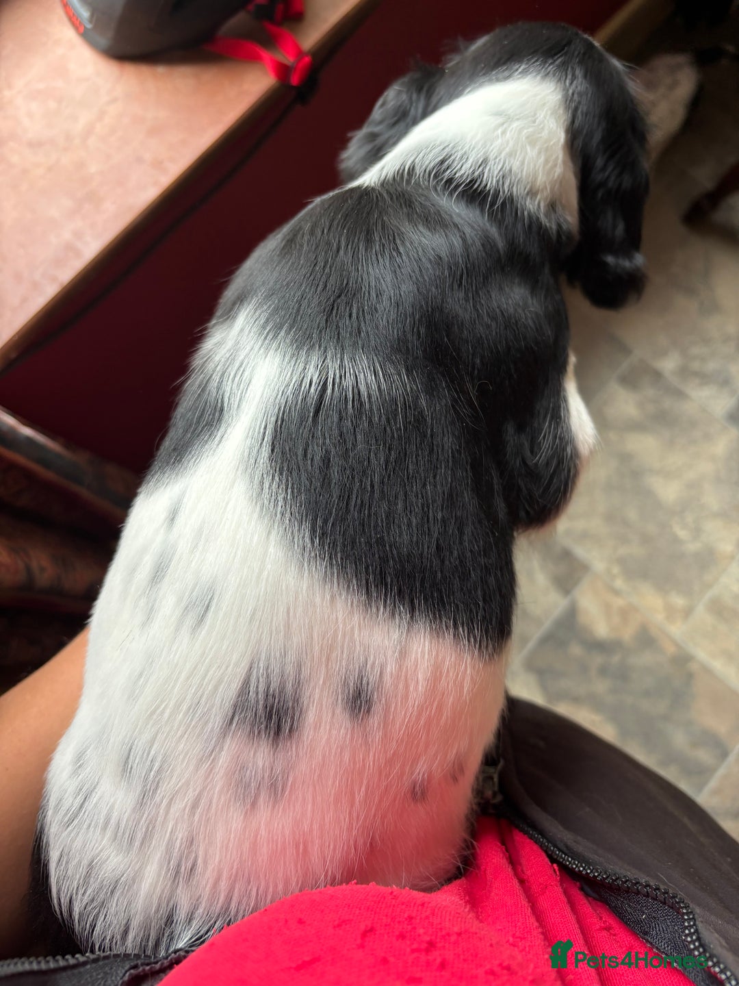 English Springer Spaniel dogs for sale: Stunning DNA Clear KC Springer Spaniel Puppies  - Image 28