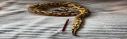 Python Snake reptiles for sale: X2 Royal Pythons for sale, with full set up - Advert 9