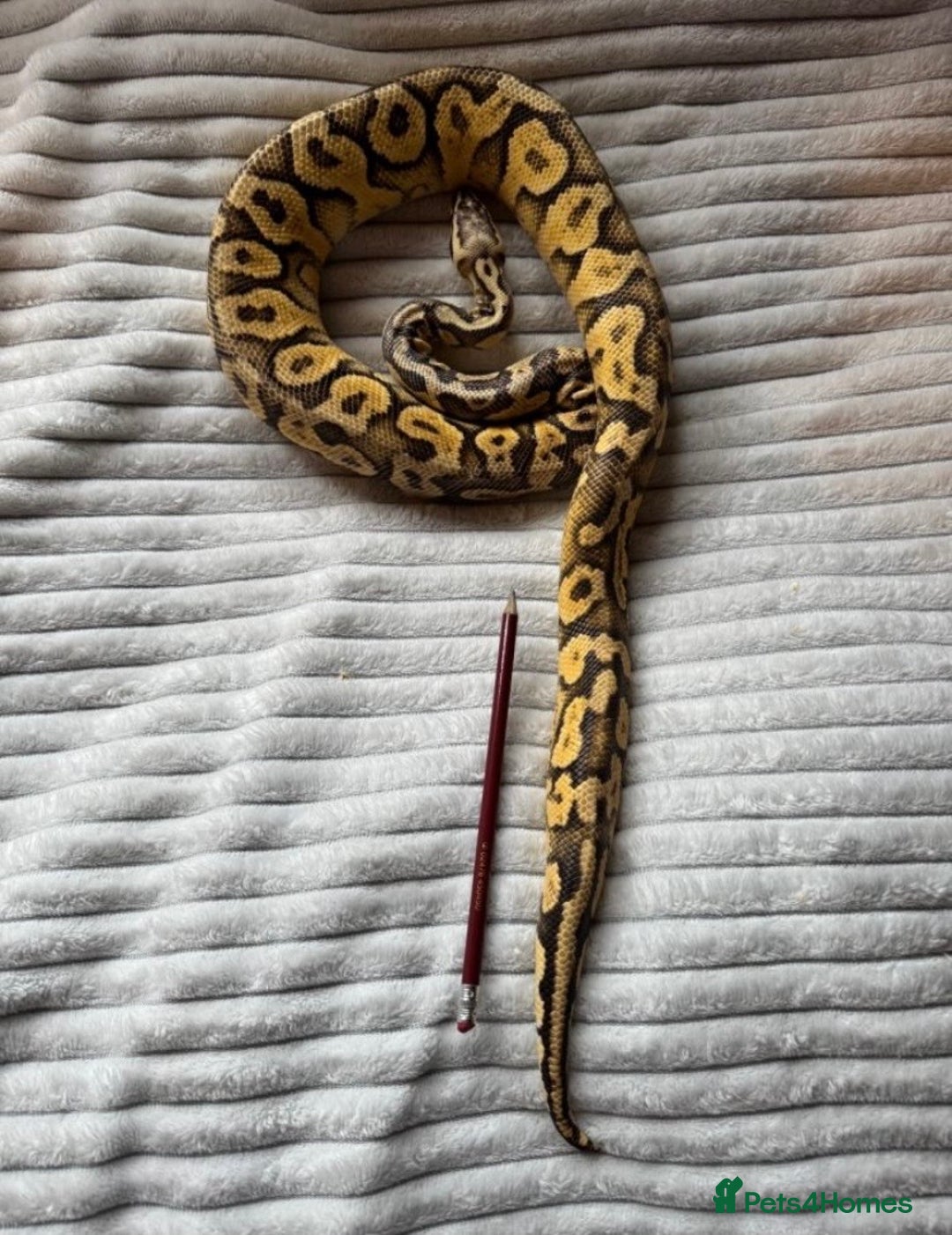 Python Snake reptiles for sale: X2 Royal Pythons for sale, with full set up - Advert 9
