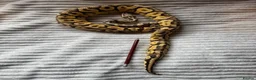 Python Snake reptiles for sale: X2 Royal Pythons for sale, with full set up - Advert 9
