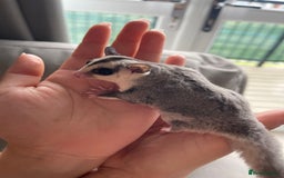Sugar Glider rodents for sale: Male and Female Sugar Glider Siblings - Image 9