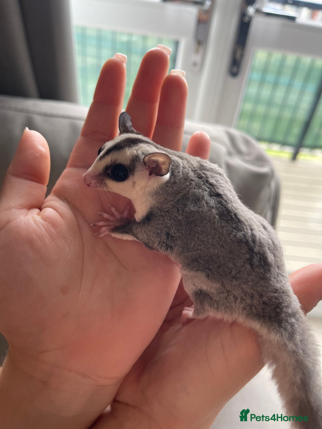 Sugar Glider rodents for sale: Male and Female Sugar Glider Siblings - Image 9