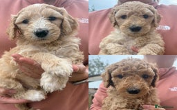 Goldendoodle dogs for sale: 🐶🐾🐶AUSTRALIAN DOUBLE DOODLE PUPPIES🐶🐾🐶 - Image 3