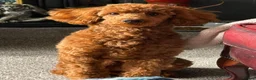 Toy Poodle dogs for stud: KC Pedigree Red Toy Poodle for Stud - Advert 13