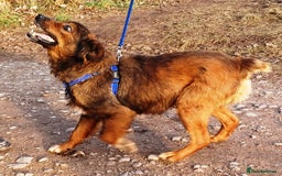 Mixed Breed dogs for adoption: Meet Charlie - a Lovely old boy, for a loving Home - Image 10