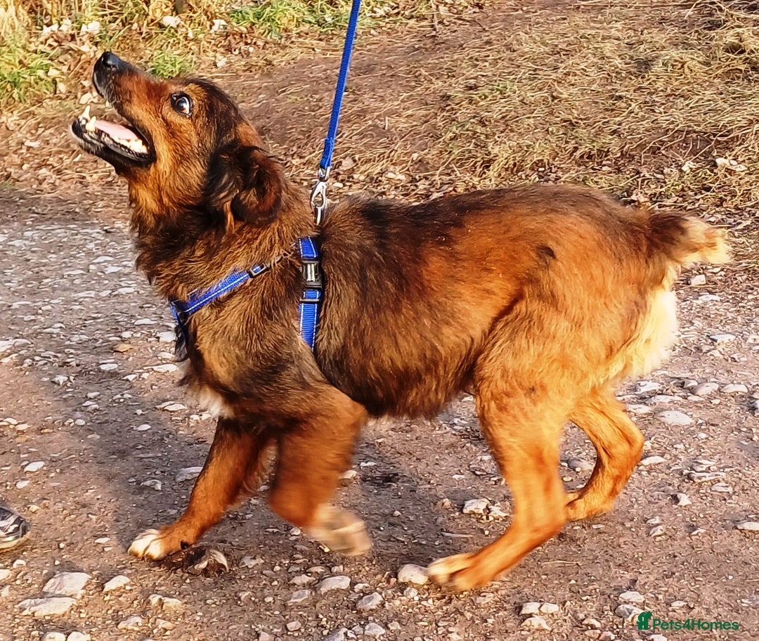 Mixed Breed dogs for adoption: Meet Charlie - a Lovely old boy, for a loving Home - Image 10