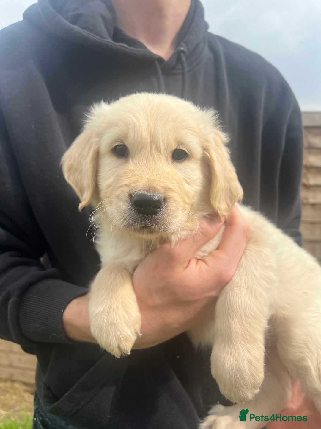 Golden Retriever dogs for sale: Last golden retriever golden boy left in Bedford - Image 7
