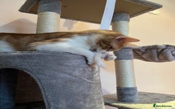 British Shorthair cats for sale: 1 year old ginger and white tortoiseshell cat - Image 4