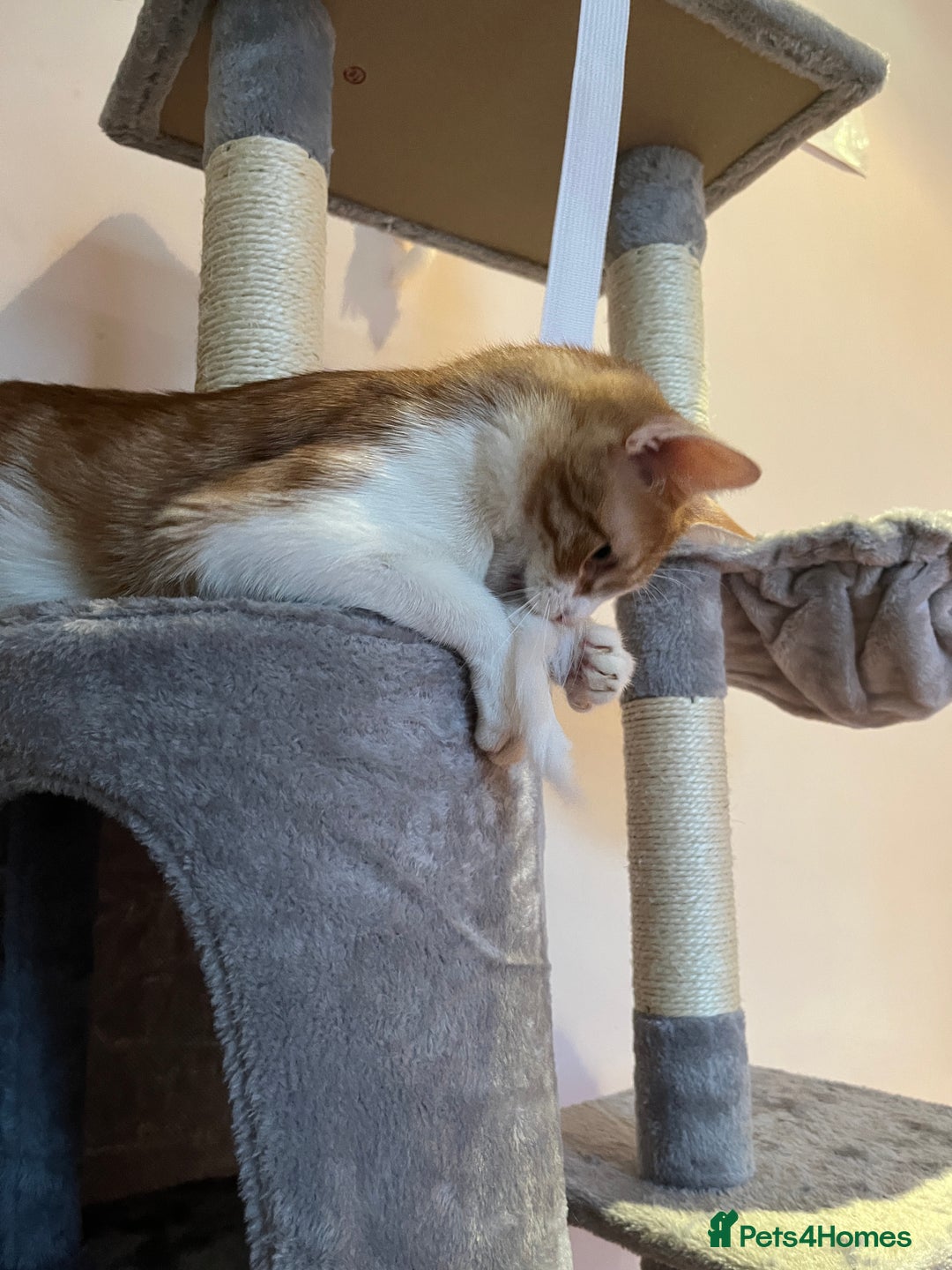 British Shorthair cats for sale: 1 year old ginger and white tortoiseshell cat - Image 4