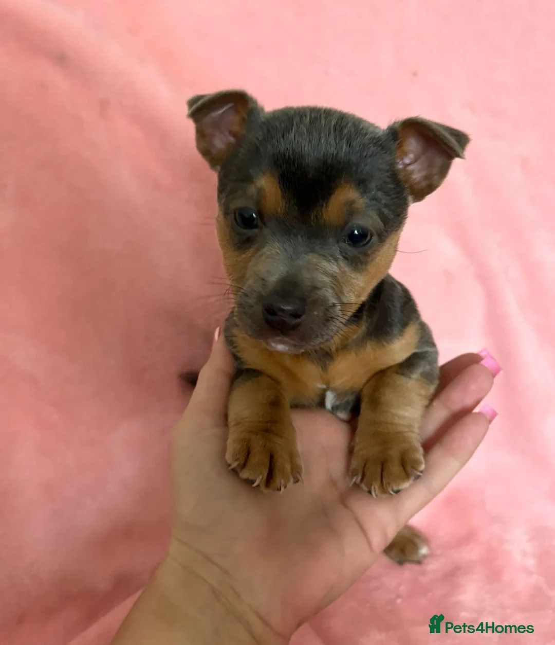 Jack Russell dogs for sale: Beautiful Jack Russell puppy’s  in Kidderminster - Advert 2