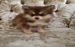 Pomsky dogs for sale:  toy size multi-generational pomsky puppies  - Image 4