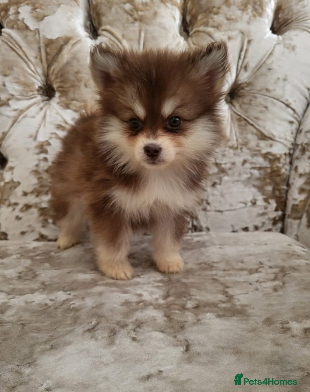 Pomsky dogs for sale:  toy size multi-generational pomsky puppies  - Image 4