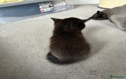 British Shorthair cats for sale: 🐾 British Shorthair Kittens 🐾 - Image 10