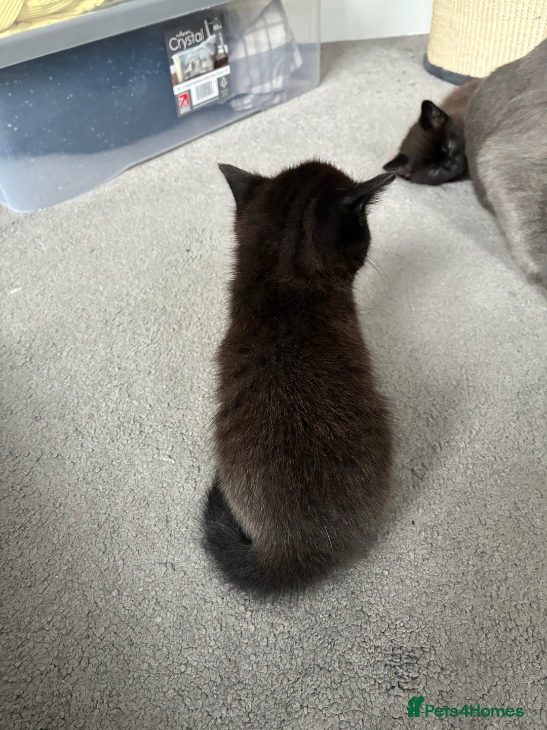 British Shorthair cats for sale: 🐾 British Shorthair Kittens 🐾 - Image 10
