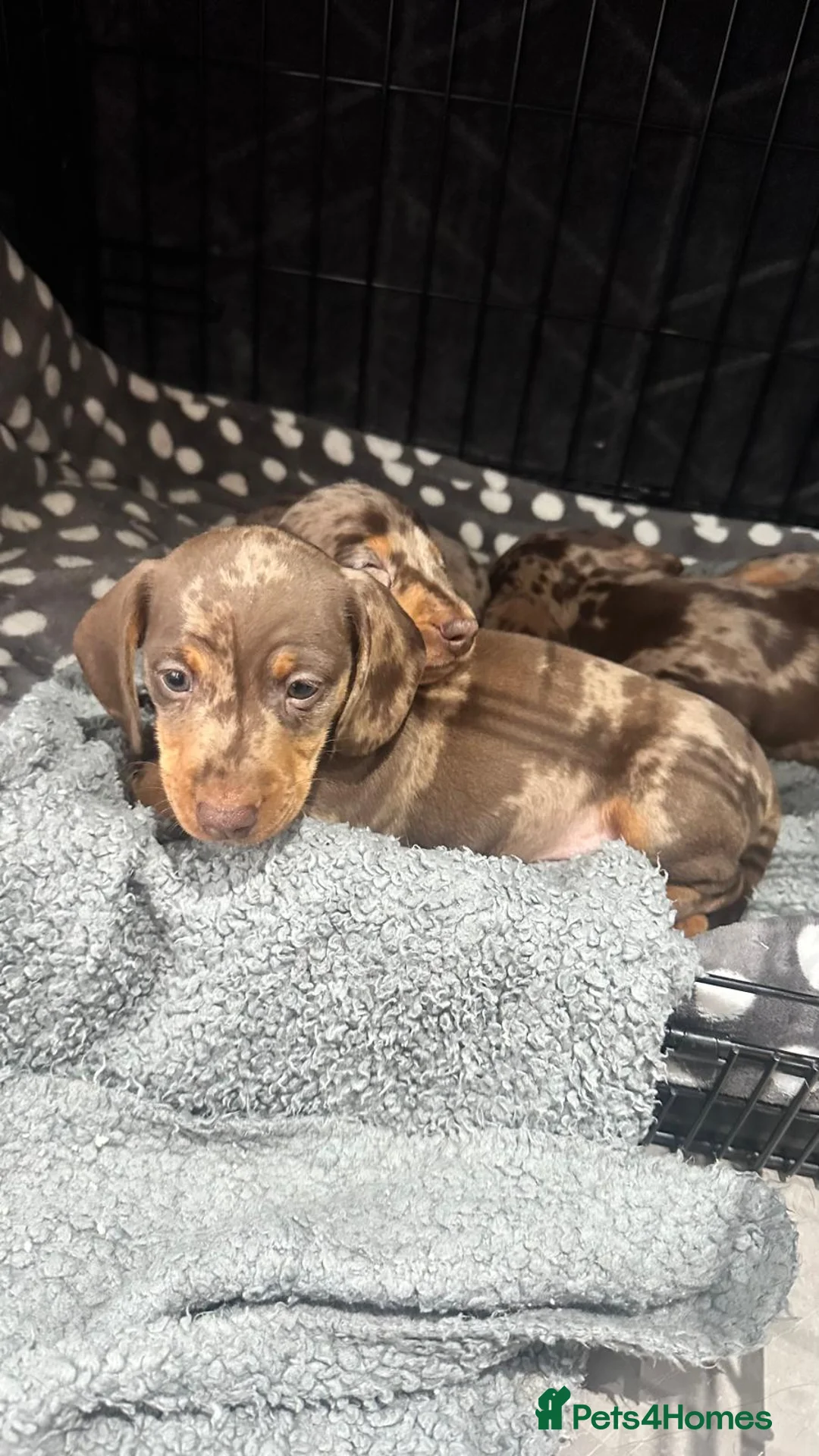 Miniature Dachshund dogs for sale: 🐾 Adorable Dachshund Puppies - 3 Boys Left - Advert 8