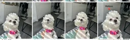 Toy Poodle dogs for stud: Stunning Maltese Boy at STUD in Coventry - Advert 13