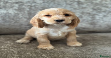 Cocker Spaniel dogs - Advert 6