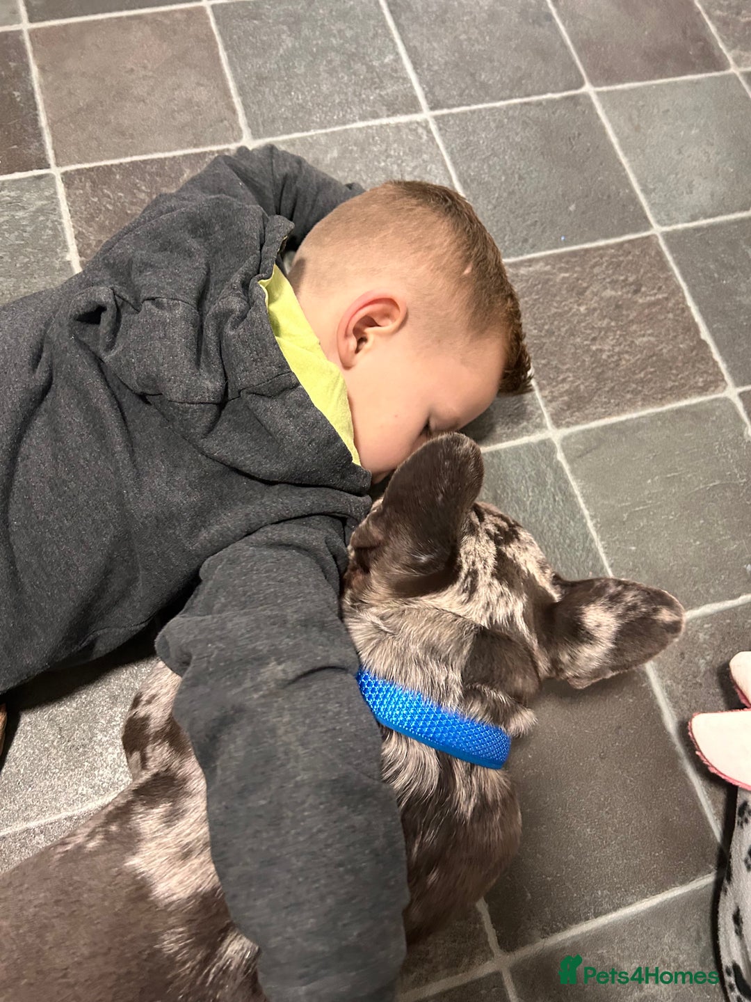 French Bulldog dogs for sale: Beautiful French bulldog - Advert 2