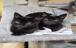 Mixed Breed cats for sale: Two black beauty  - Image 1