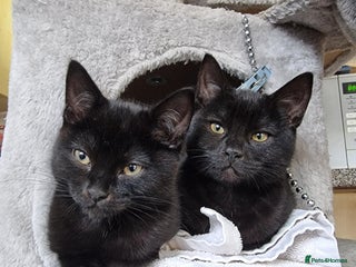 Mixed Breed cats for sale - Advert 1