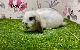 Mini Lop rabbits for sale: Mini lop baby rabbits  - Image 10