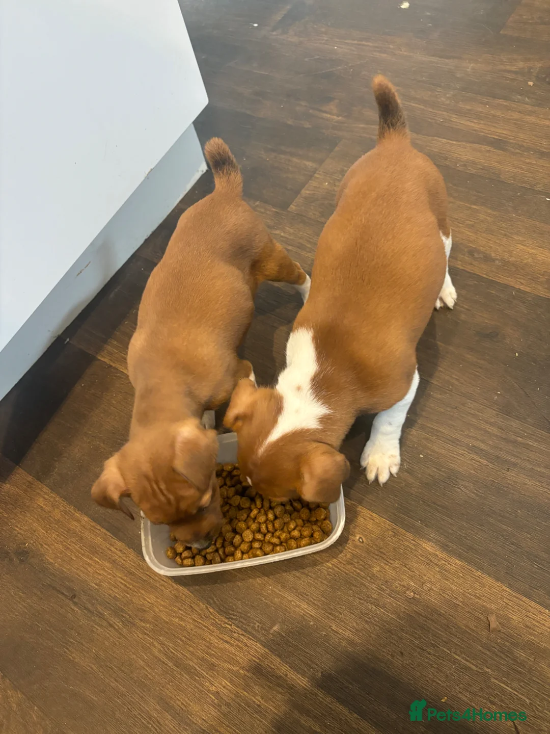 Plummer Terrier dogs for sale: Plummer terrier puppies  - Advert 9