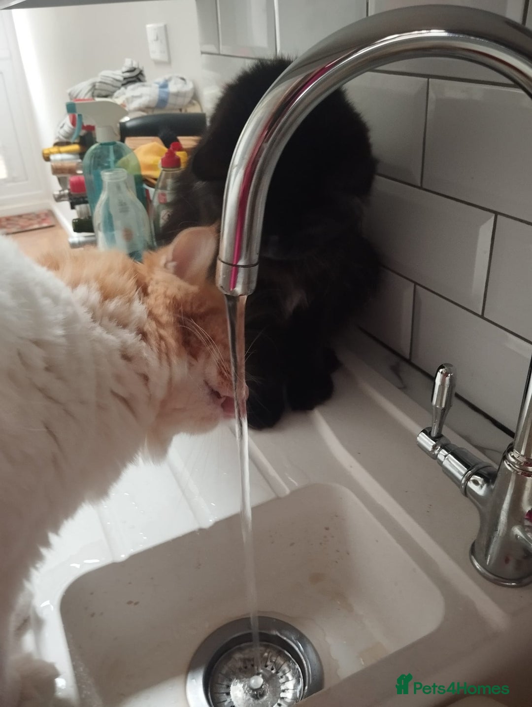 Mixed Breed cats for adoption: IDEAL **HANDSOME BONDED NEUTERED PAIR  - Image 12