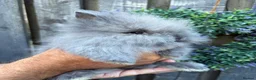 Lionhead rabbits for sale: Double mane lion lead bunny’s for sale  - Advert 5