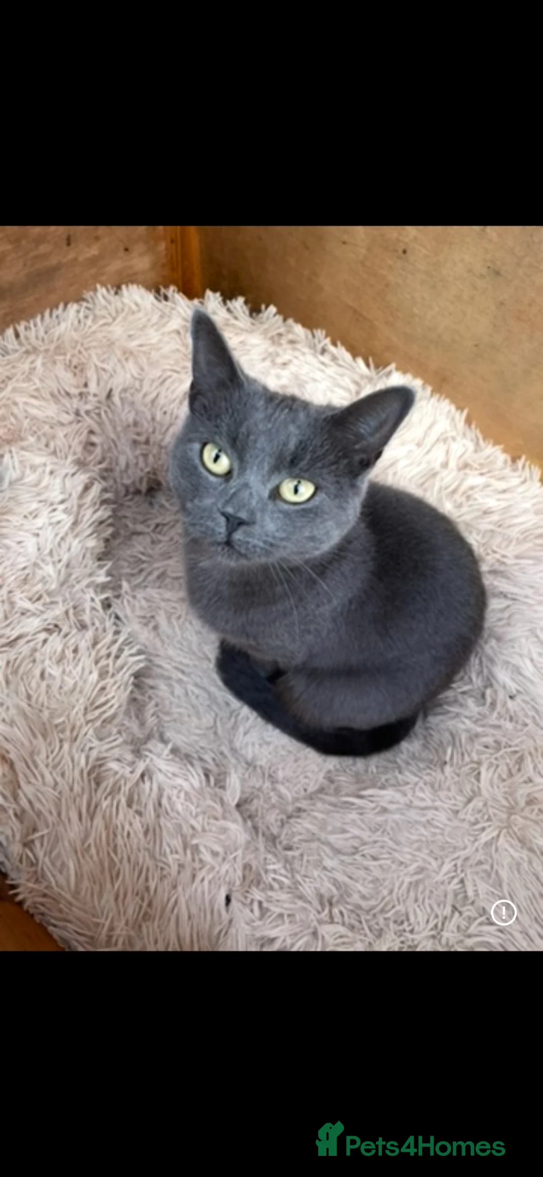 Mixed Breed cats for sale: Bsh mix girl - Advert 24
