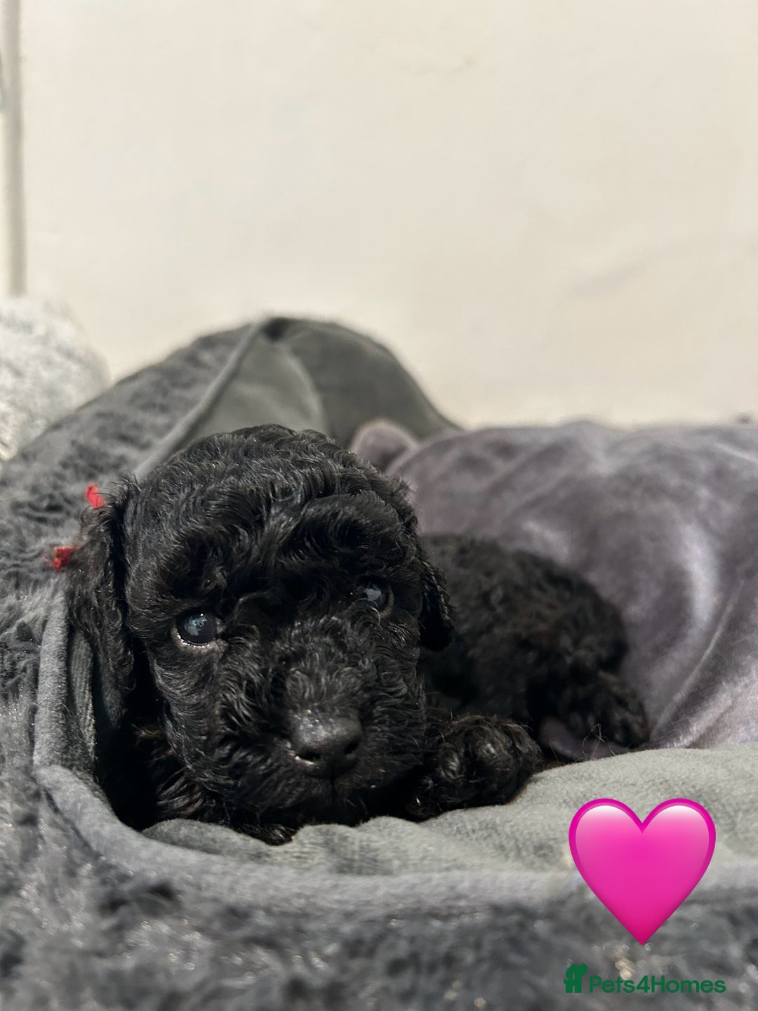 Cockapoo dogs for sale: 1💙 6🩷 F1B Cockerpoo’s  - Image 6