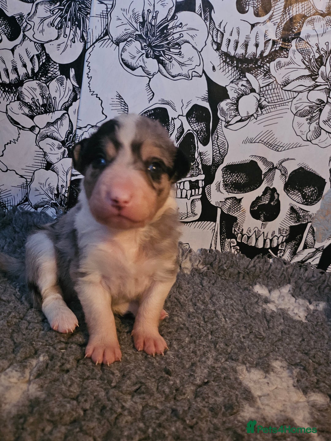Border Collie dogs for sale: Unique blue merle border collie puppies - Image 20
