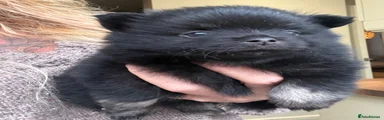 Pomchi 1