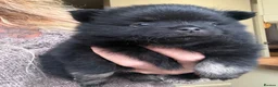 Pomchi dogs for sale: Stunning super friendly laidback little girl  - Advert 2